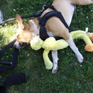 Meet your Posher, Brandon